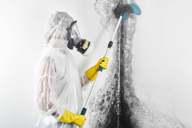 Reliable Fort Meade, FL Mold Removal Solutions